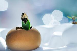 young fresh greens in a egg shell photo