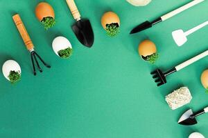 planting seedlings in eggshells and growing useful micro-greenery at home photo