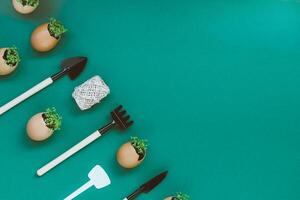 planting seedlings in eggshells and growing useful micro-greenery at home photo