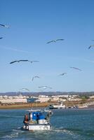 Seagulls trailing a small fishing boat returning from the catch, capturing a serene maritime scene of nature and work in harmony. photo