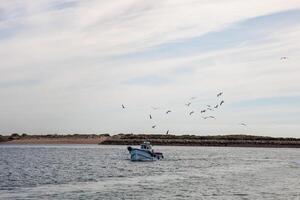 Seagulls trailing a small fishing boat returning from the catch, capturing a serene maritime scene of nature and work in harmony. photo