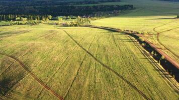 Drone view of summer fields. Clip.Green empty clean areas with green plants and tall pines and fir trees. video