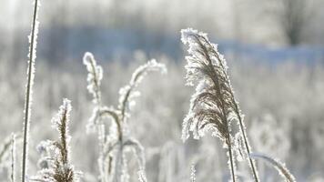 Close-up of grass in frost on sunny winter day. Creative. Beautiful grass and shrubs in frost in winter. Frozen vegetation on sunny winter day video