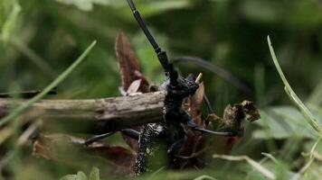 Insect sitting in the summer meadow. Creative. Touching a bug with a stick, small insect sitting in green meadow. video