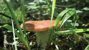 Close up of a big mushroom in the grass under the falling rain drops. Creative. Mushroom grows after rain in the grass. video
