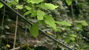Close up of a tree branch with green leaves inside forest. Creative. Summer grove with green plants and trees. video