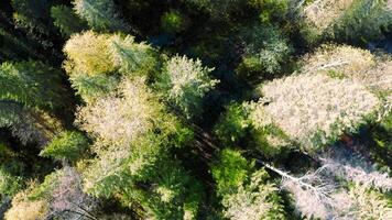 Top view of green trees of mixed forest. Clip. Tops of green trees on sunny day. Beautiful green forest from above on sunny summer day video