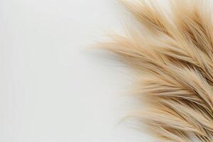 the top half of a dry plant with light brown feathers, photo