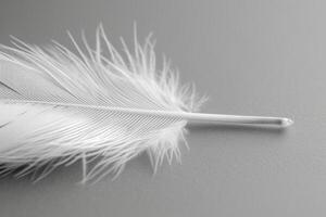 a picture of an feather with white feathers, photo