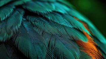 an ornate bird has some bright feathers, photo