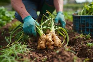 a person is picking up some fresh ginger in the garden, photo
