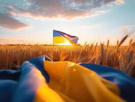 the sun setting over the small field of grain with an ukraine flag, photo