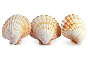 three shells with burnt colors and stains lie in a row, photo