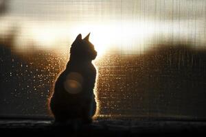 el silueta de un gato es mostrado a atardecer, foto