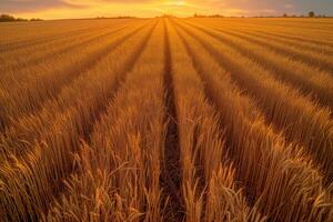 a freshly harvested wheat field at sunset with the sun just behind it, photo