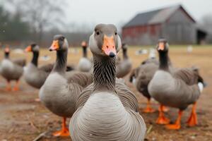 several geese with orange beaks in front of a barn, photo