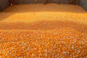 an overflowing bin filled with spilled spilled corn, photo