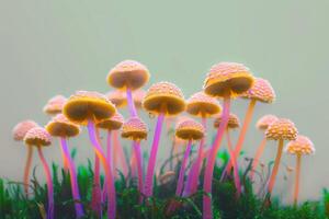 a bunch of yellow mushrooms are growing out of the ground, photo