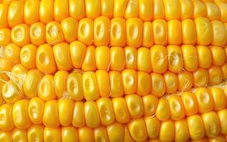 yellow corn is wrapped in plastic for use as food, photo