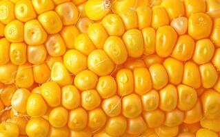 closeup of a corn cob with water drops on it, photo
