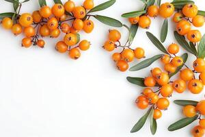 an overhead shot of a branch with bright yellow berries, photo