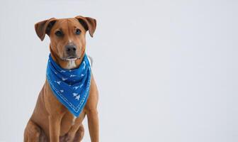 a dog with blue bandana sitting in the snow, photo
