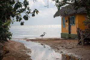 a bird standing next to the edge and beach water, photo