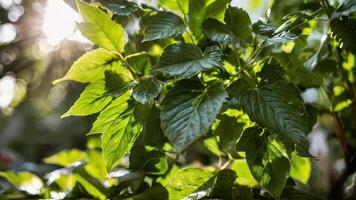 the sunlight shines through green leaves as it fills in, photo
