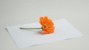 an orange flower is placed on top of a piece of paper, photo