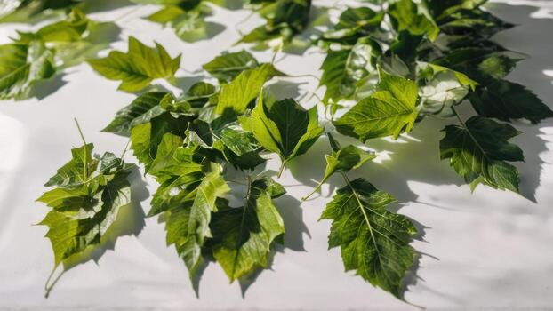 several leaves laying on top of each other, photo