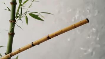 the bamboo stem has small green leaves, photo