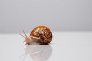 this is an image of a snail crawling on the ground, photo