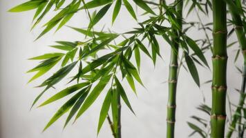 green bamboo and red bamboo stems against white wall, photo
