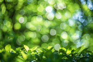 the light shines in all directions to make out of leaves, photo