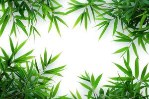 green bamboo leaves with white back ground behind them, photo