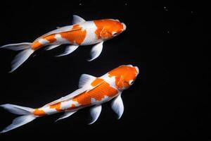 two koi carps in an all black pond, photo