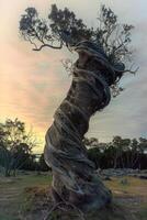 twisted out tree branch over an open grassy field, photo