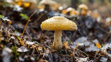 several very pretty mushrooms on the dirt, photo