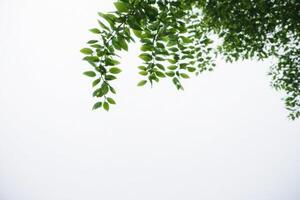 leaves hanging from the branches of a tree, photo
