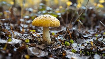 a yellow mushroom sits on the ground in the leaves, photo