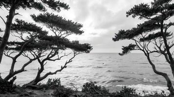 a couple of animals are standing by some trees, photo