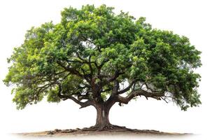an isolated white ground and tree with shade, photo