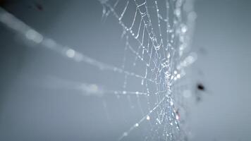tiny drops of water attached and onto a spider web, photo