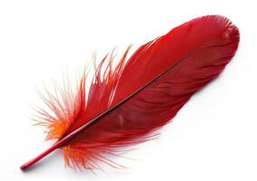the long blade of a very tall feather on a white wall, photo