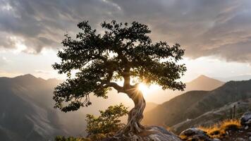 an acacia tree on the top of the mountain, photo