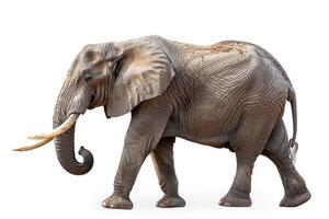 an elephant is walking with his trunk extended, photo