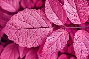 a plant filled with pink leaves laying side by side, photo