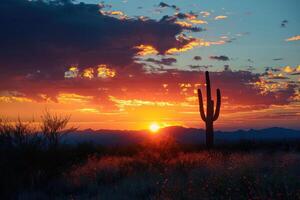desert sunset reflecting in water with two cactus cacti, photo