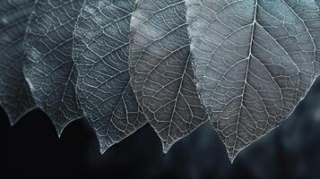 an arrangement of leafs showing the underside and the leaves on the inside, photo