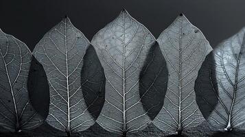 six different leaves that include fallen ones in a row, photo